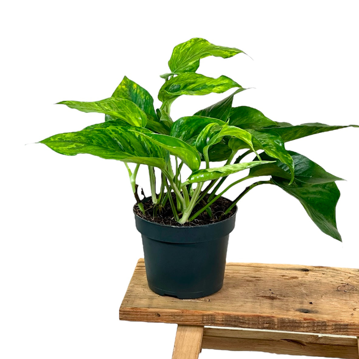 Scindapsus Marble Green