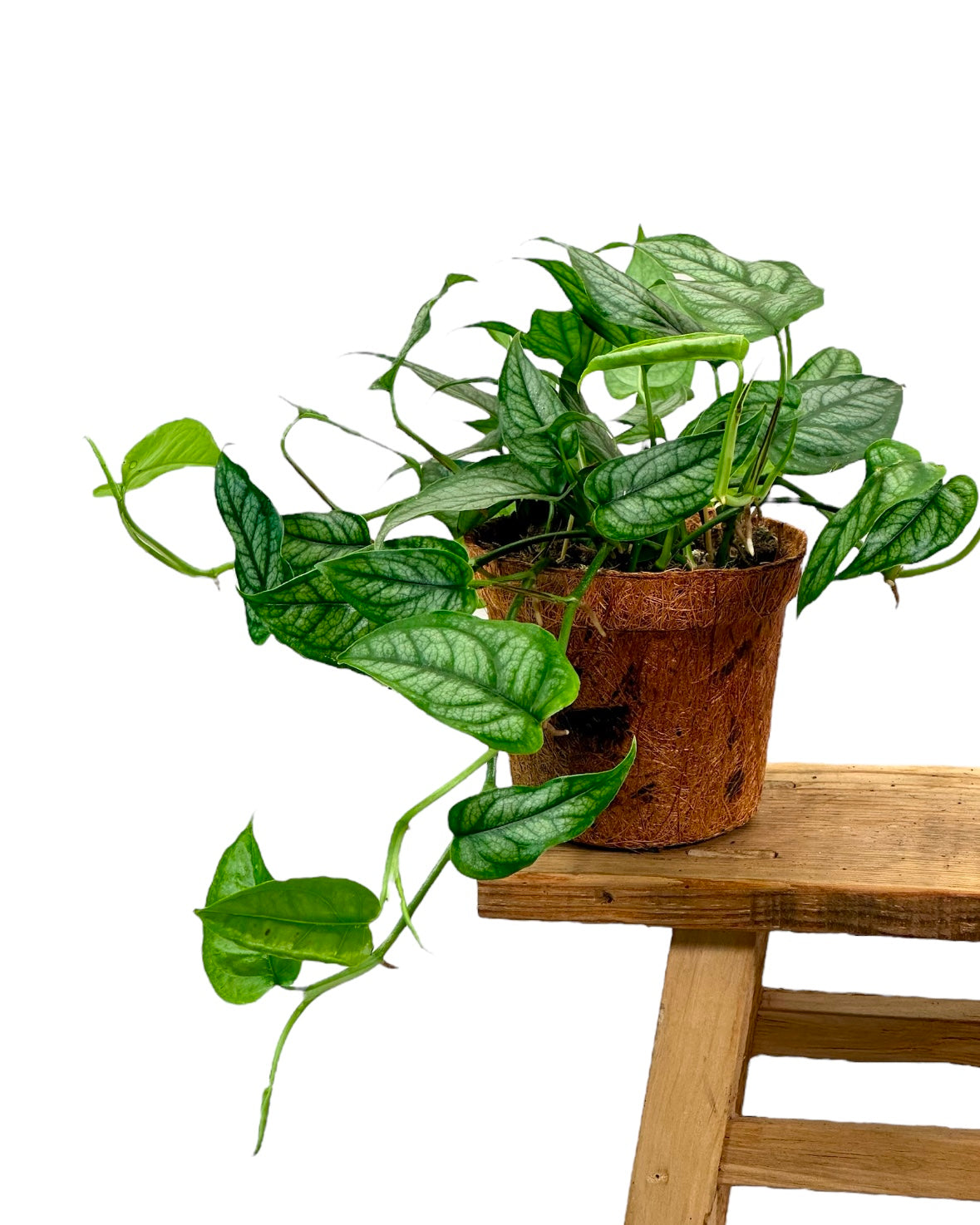 Monstera Siltepecana