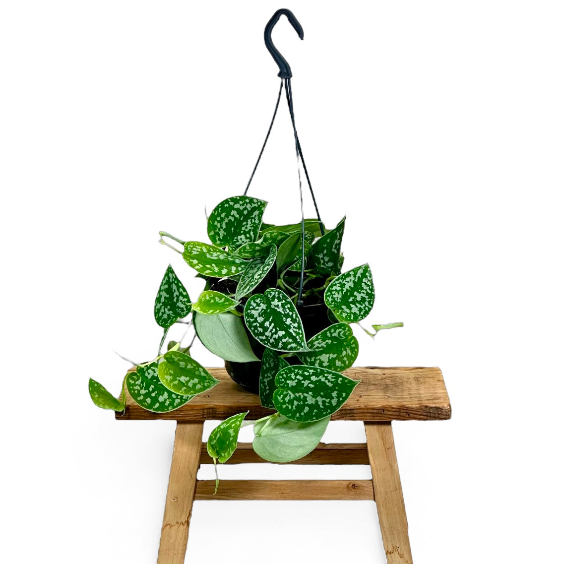 Scindapsus Pictus Argyraeus - Suspension