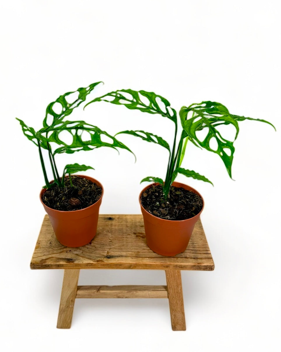 Monstera Obliqua Peru