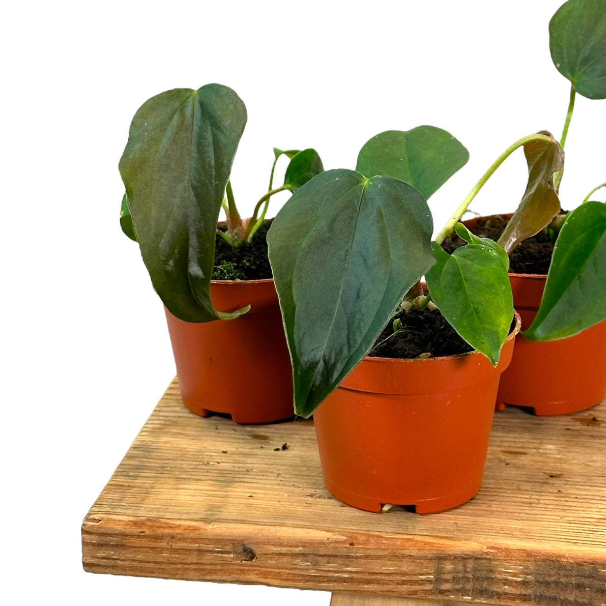 Anthurium Queen Of Hearts - Baby plant