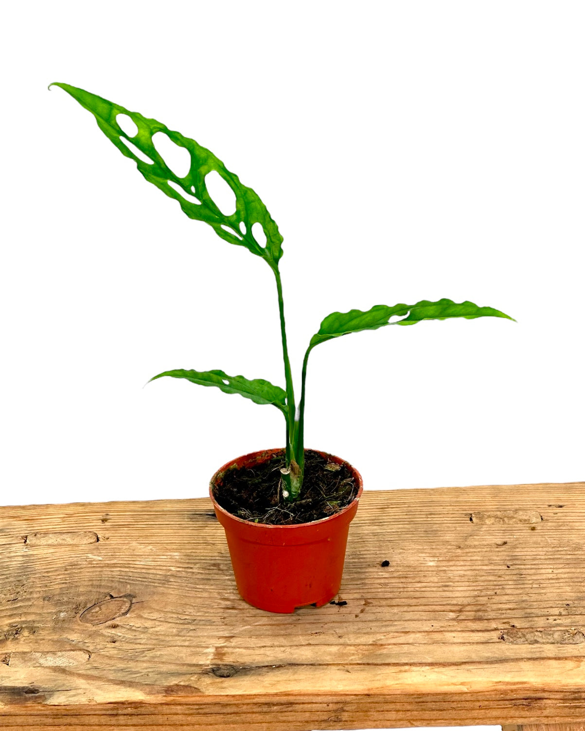 Monstera Obliqua Peru - Baby plant
