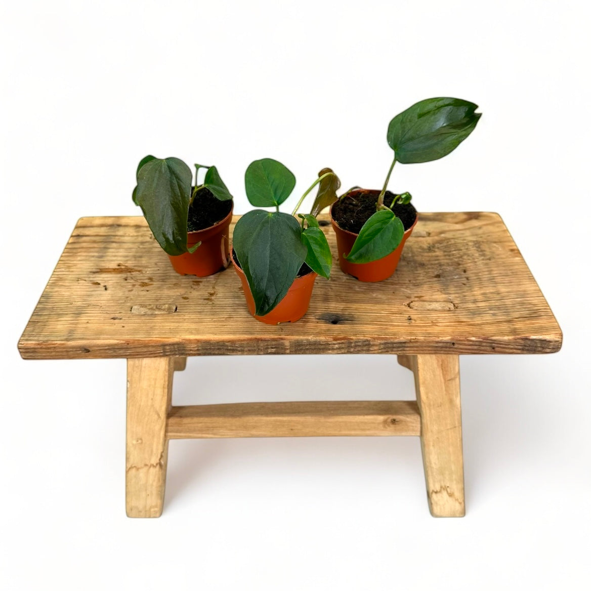 Anthurium Queen Of Hearts - Baby plant
