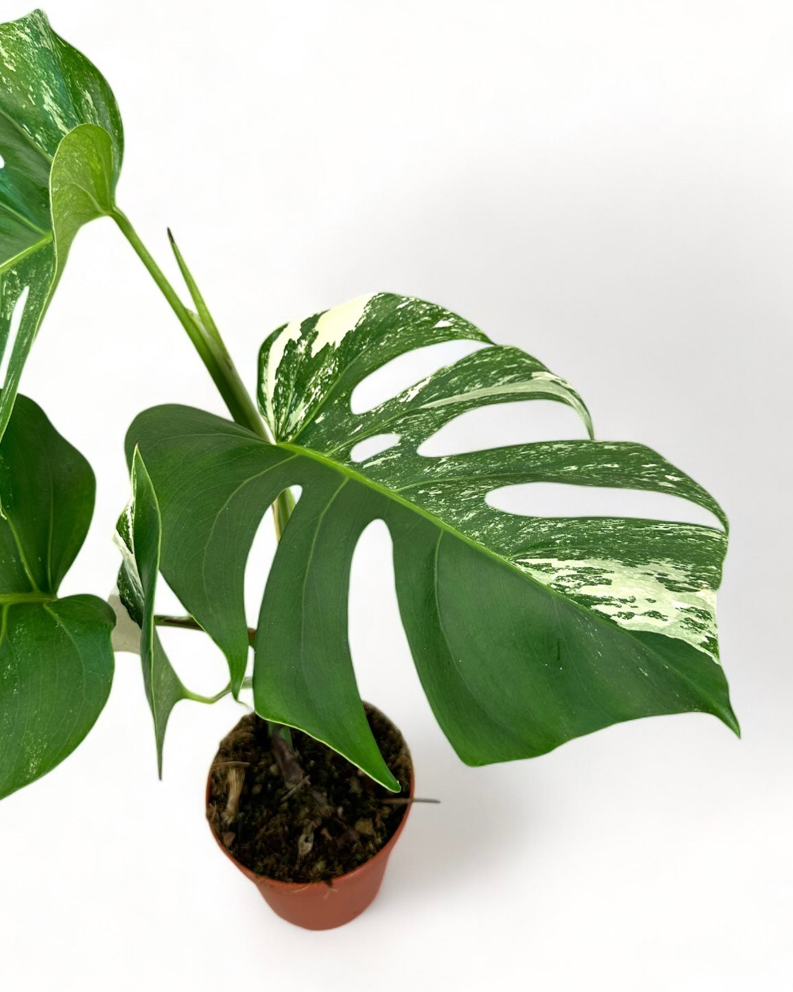 Monstera Deliciosa variegata - 0905