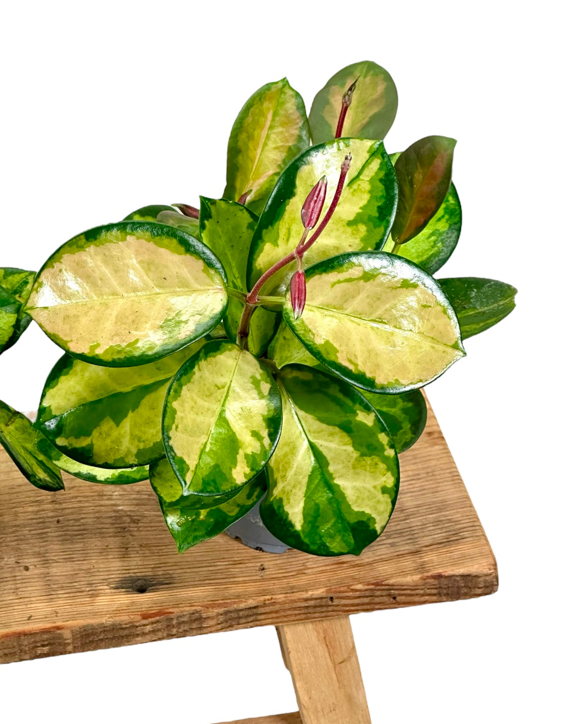 Hoya Australis Bordvare tricolor