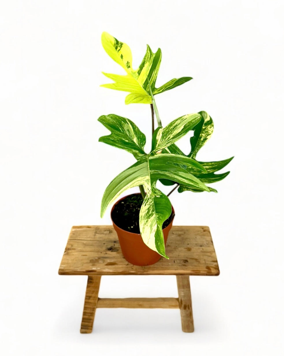 Philodendron Florida Beauty