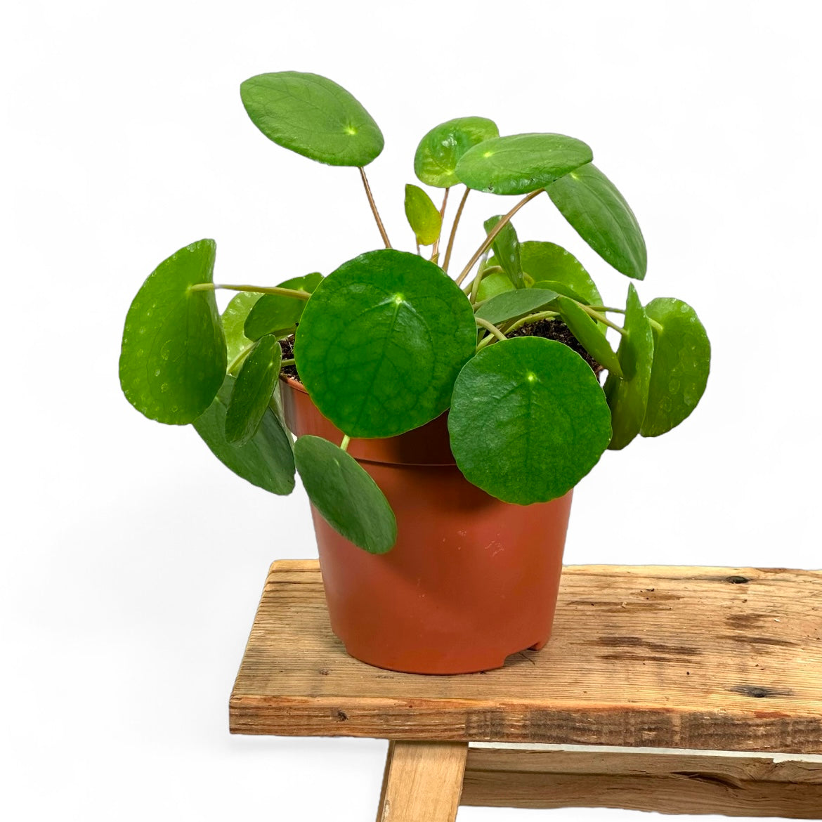 Pilea Peperomioides