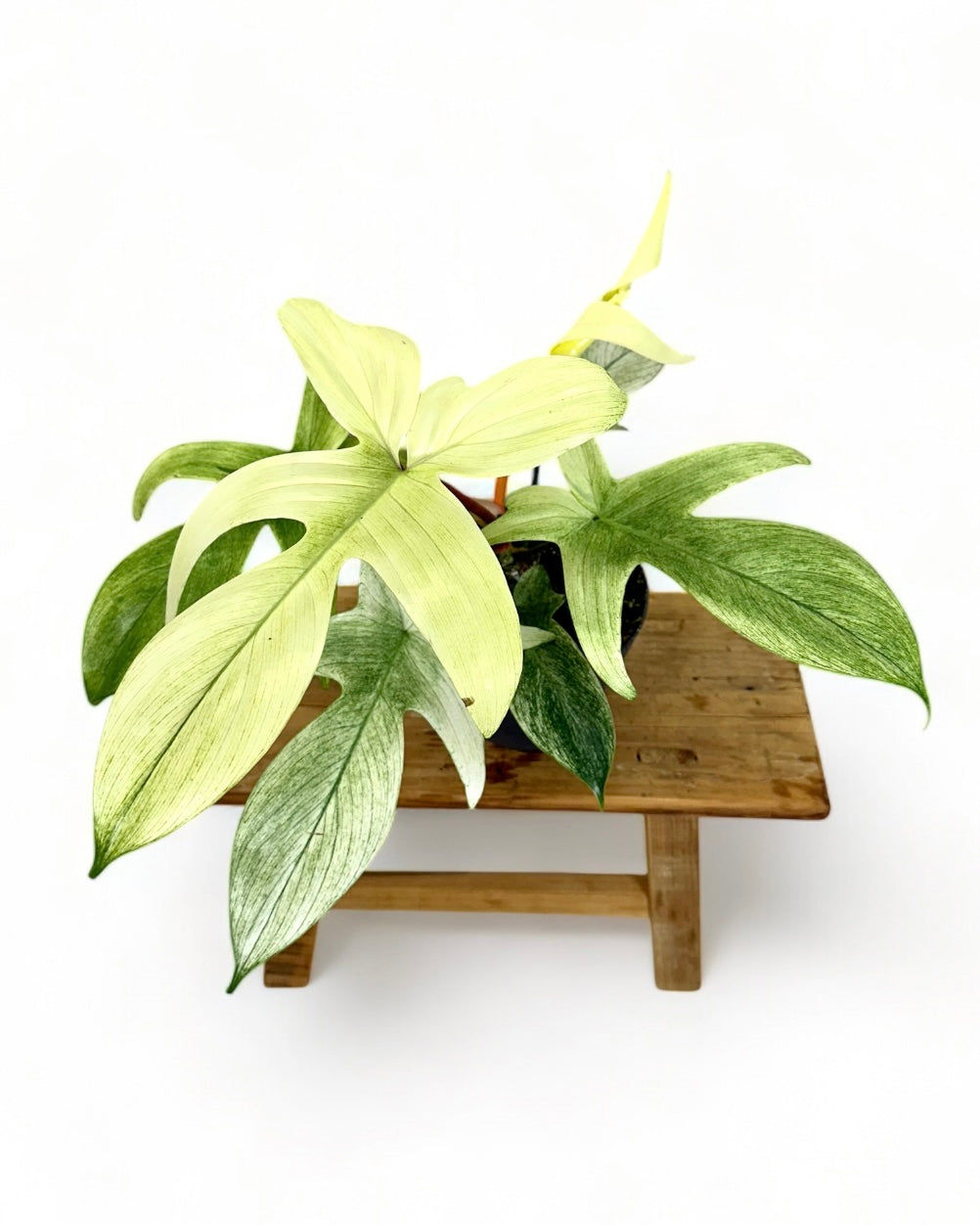 Philodendron Florida Ghost
