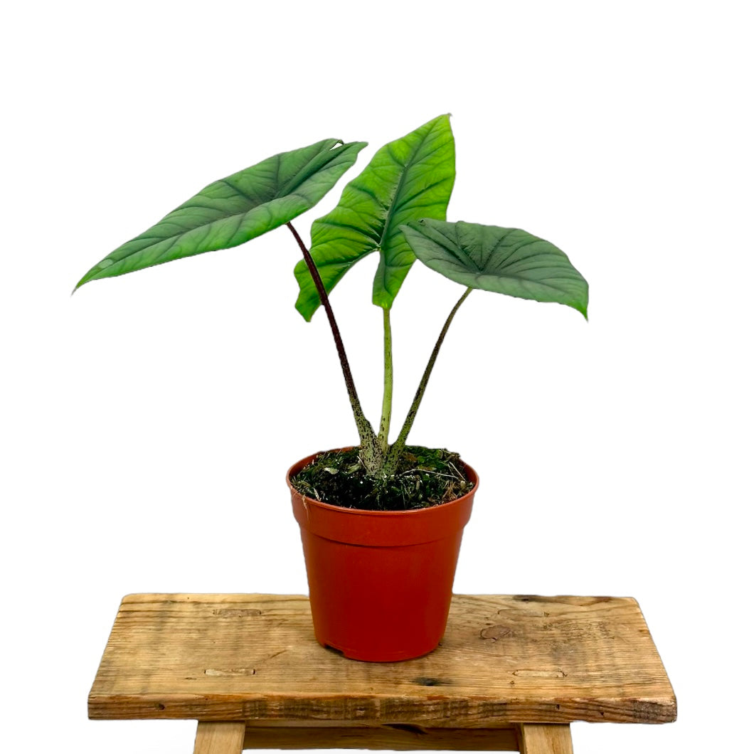 Alocasia Bisma Silver