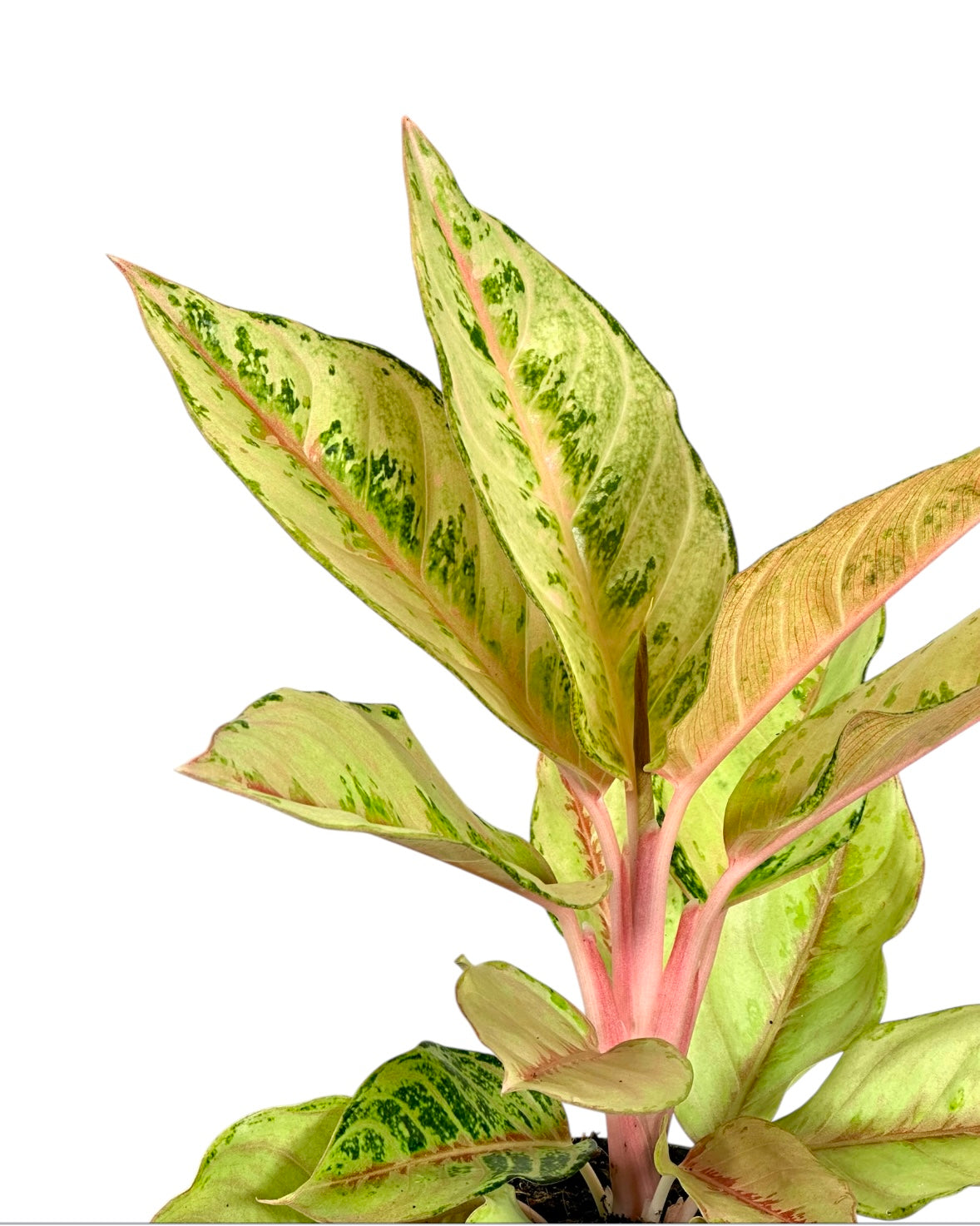 Aglaonema Chartreuse Pretty