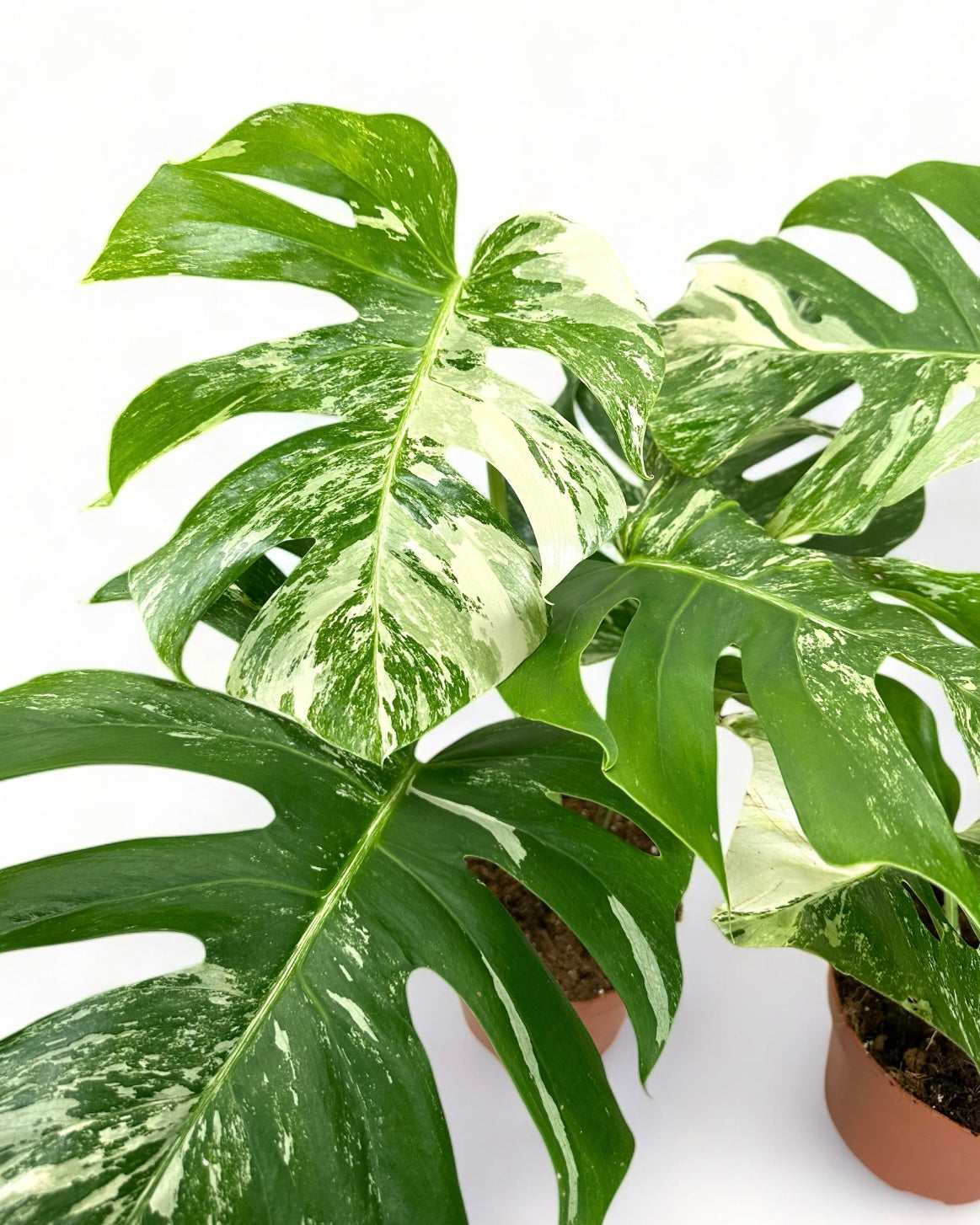 Monstera variegata pot Ø17 cm