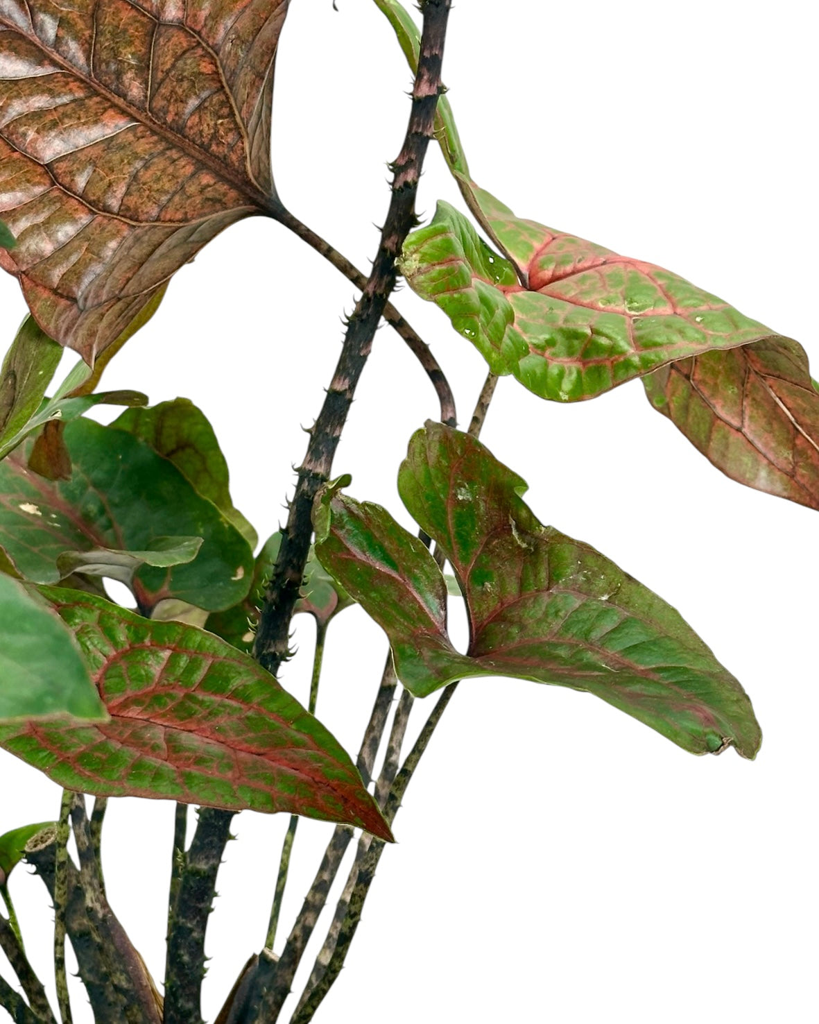 Cyrtosperma Johnstonii ''Alocasia Black Jack''