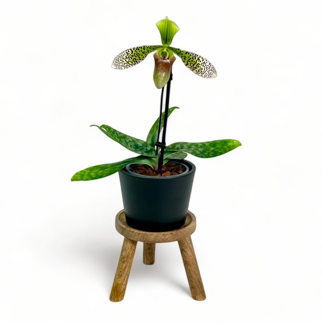 Mini tabouret pour plante Ø12 cm