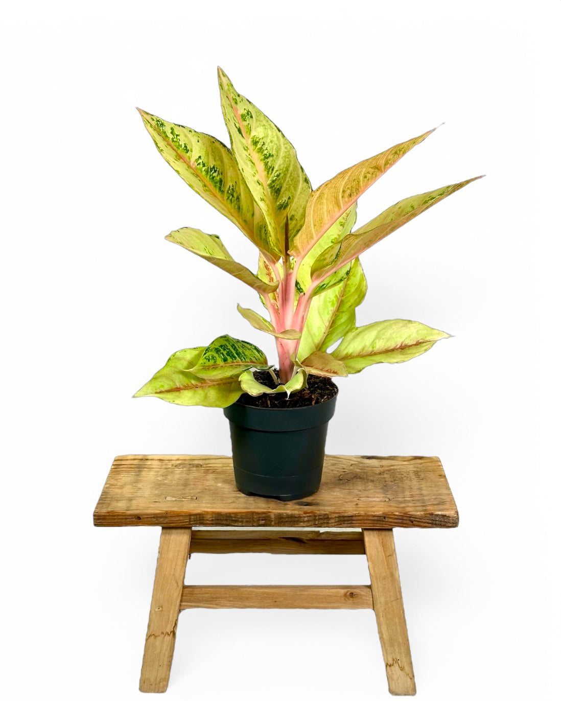 Aglaonema Chartreuse Pretty