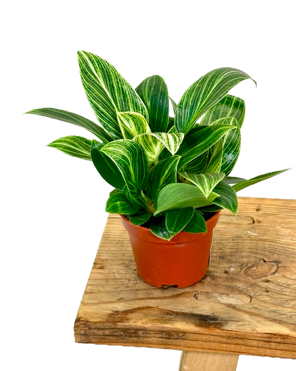 Philodendron Birkin "White Veins" - Baby plant