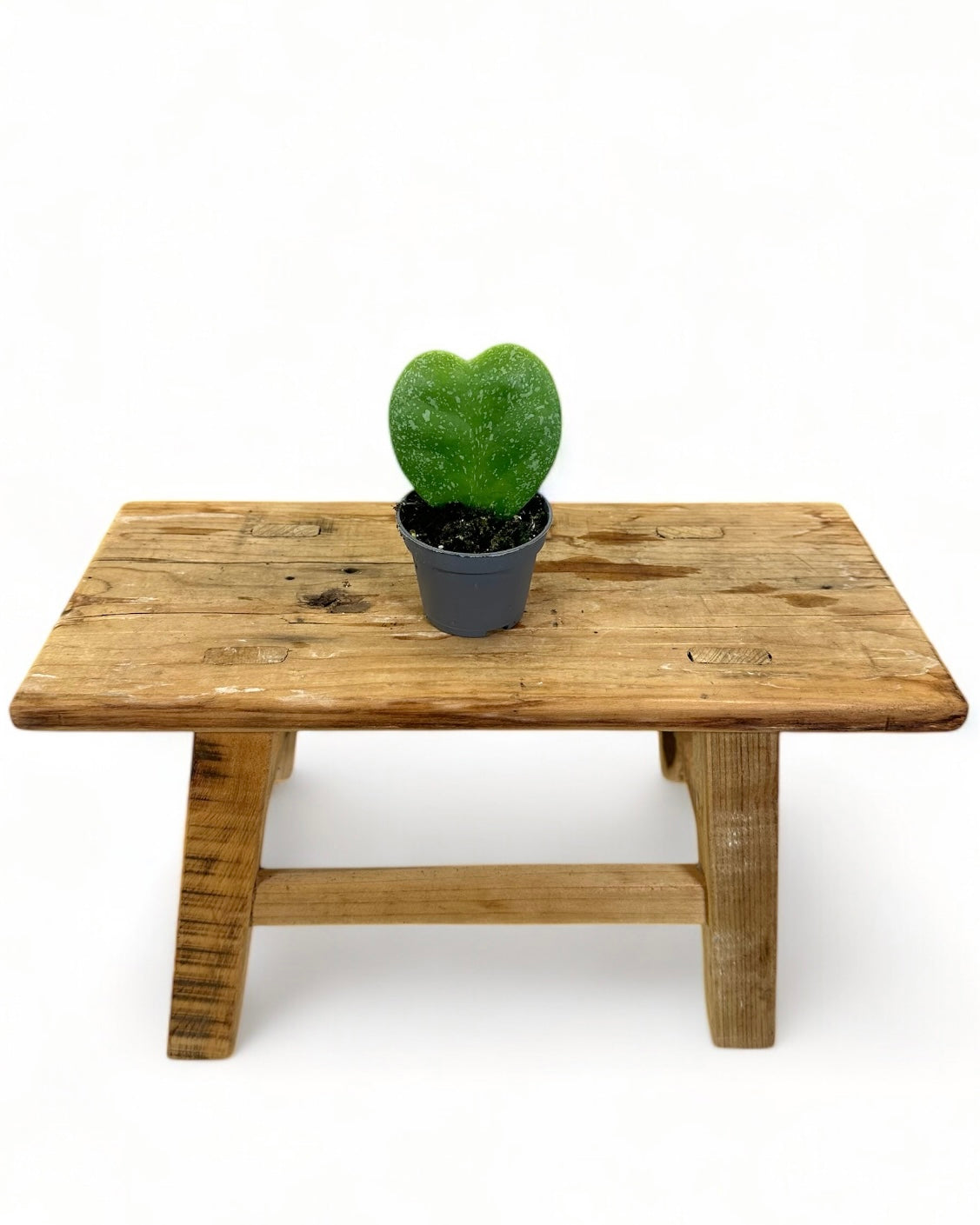 Hoya Kerrii splash - Baby plant