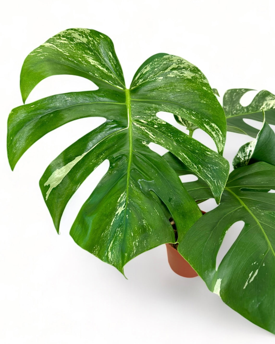 Monstera Deliciosa variegata - 0905