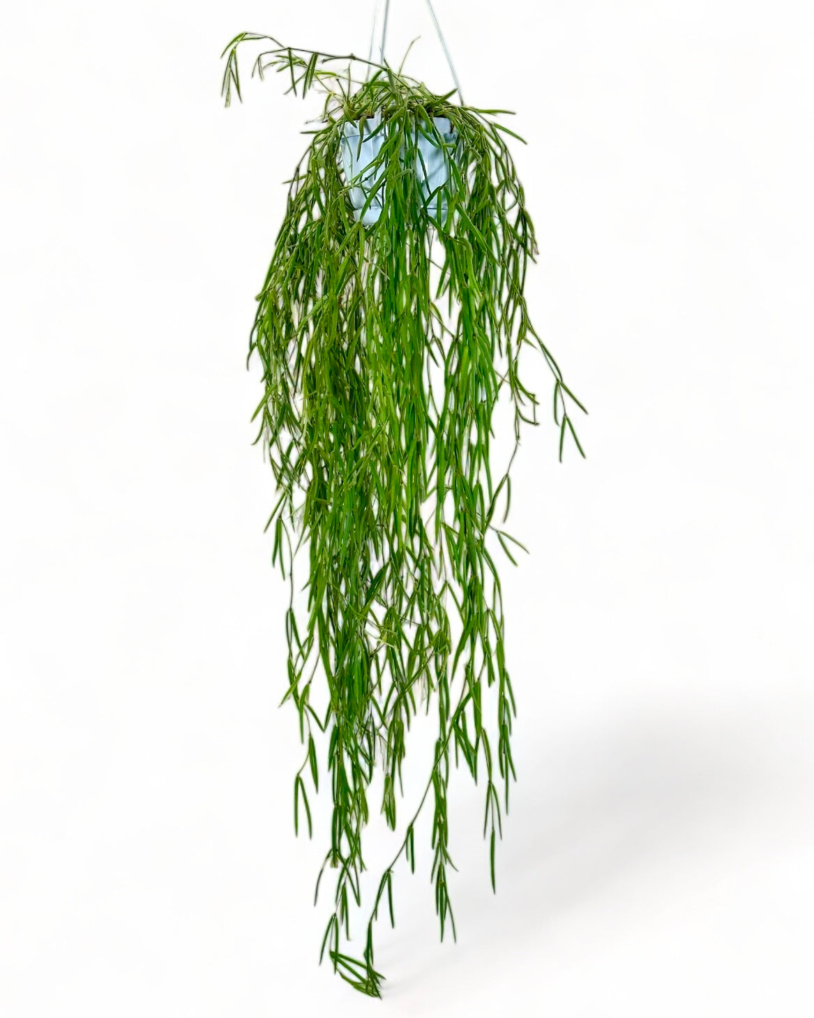 Hoya Linearis - suspension