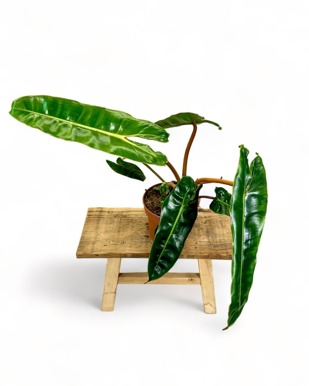 Philodendron Billietiae