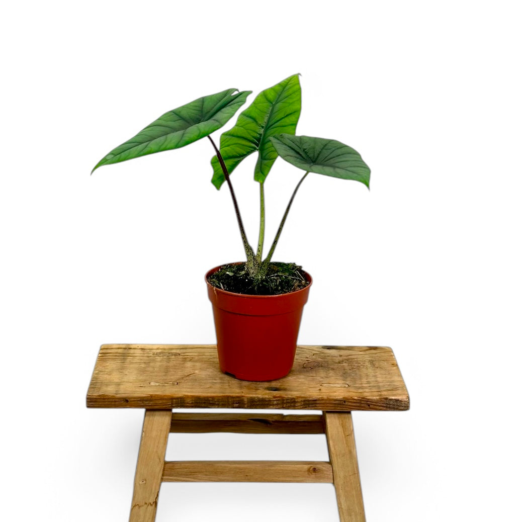 Alocasia Bisma Silver