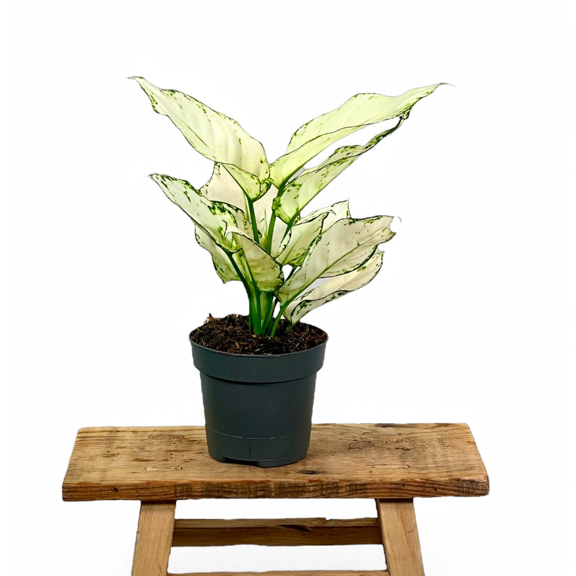 Aglaonema White Joy