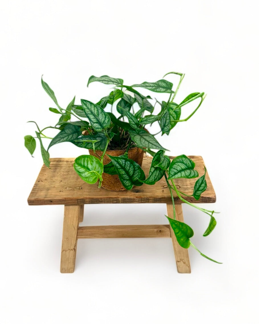 Monstera Siltepecana