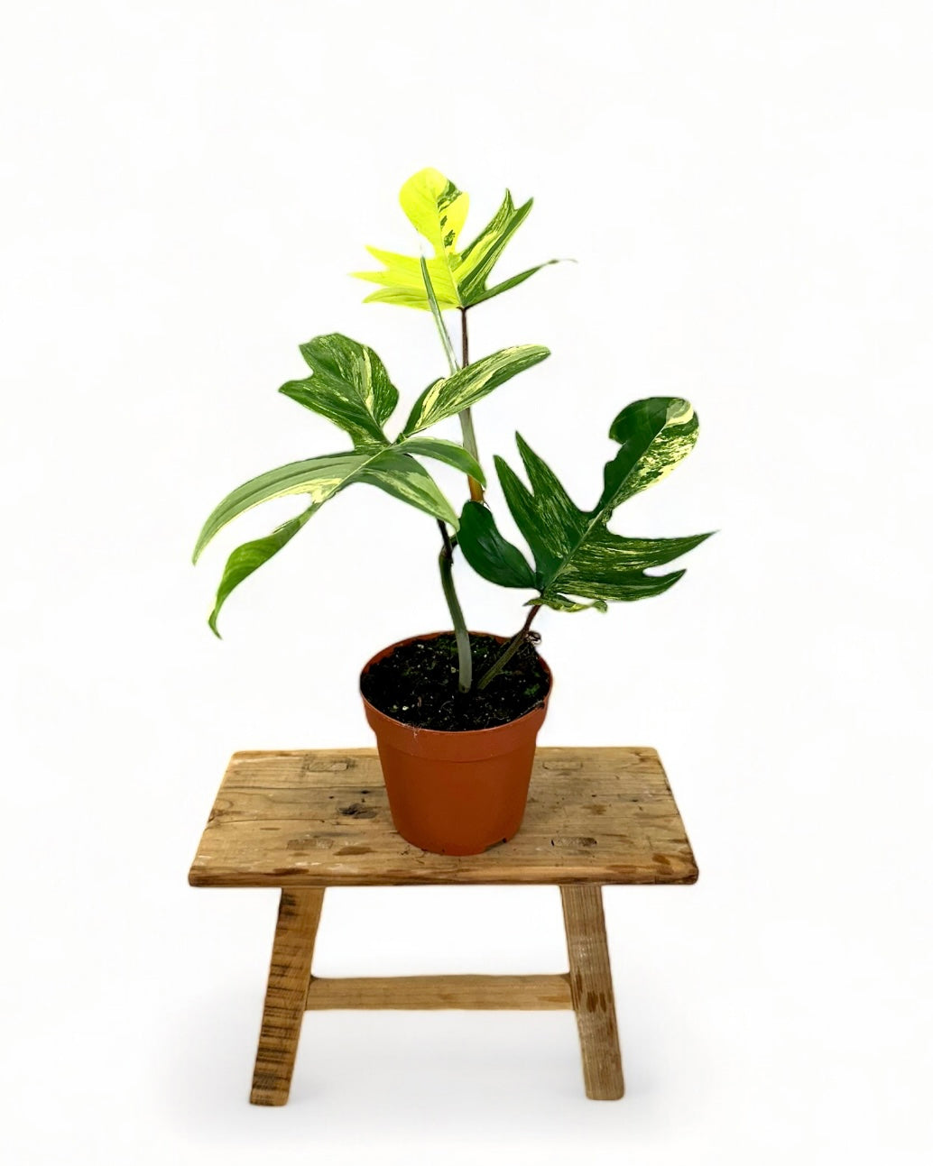 Philodendron Florida Beauty