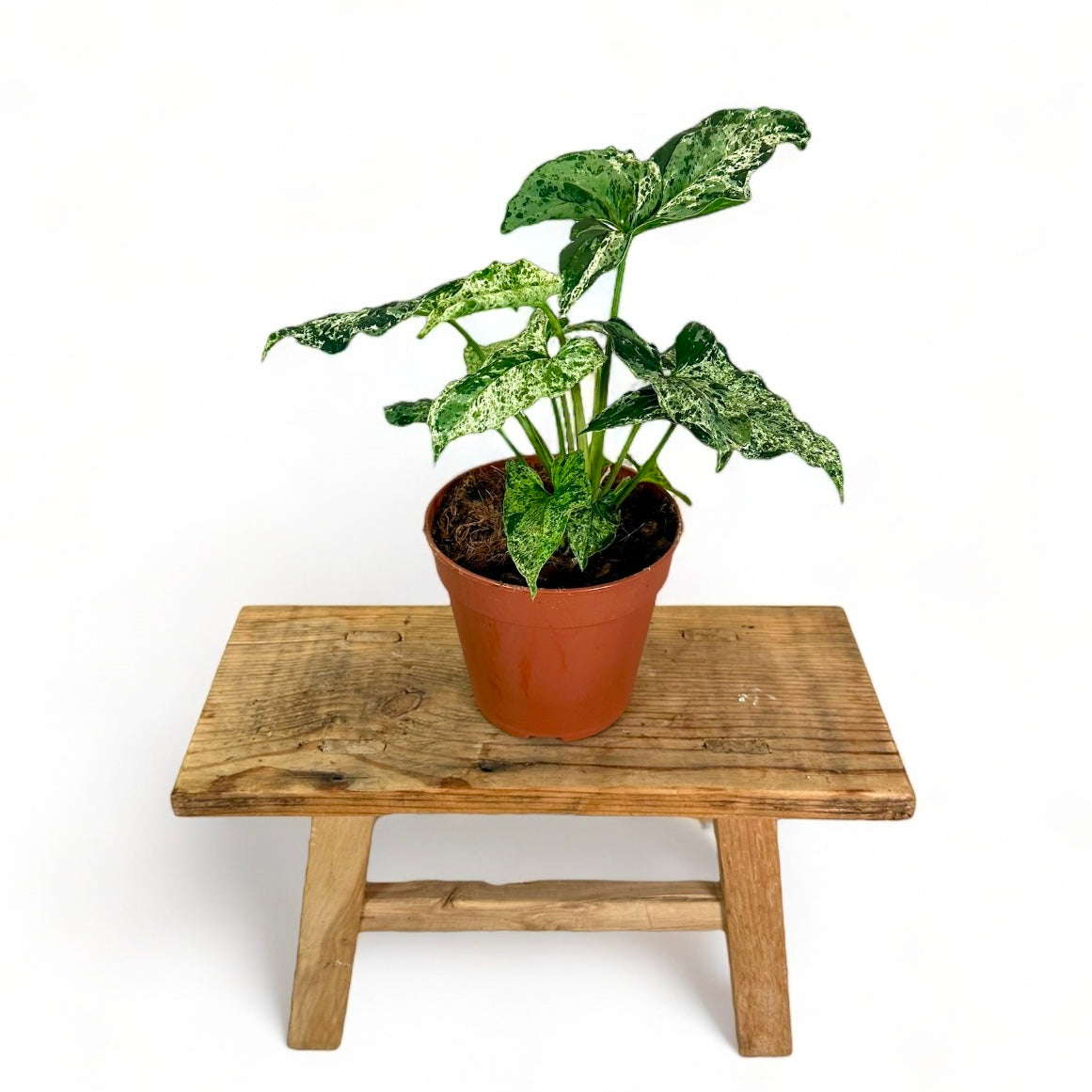 Syngonium Mottled Mojito