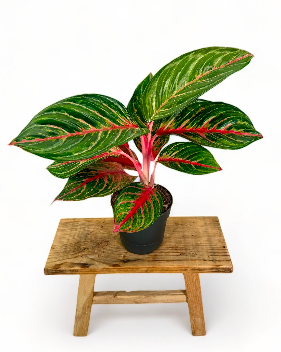 Aglaonema Olive Red
