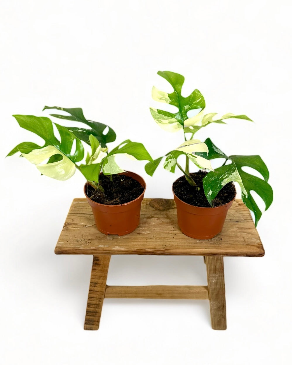 Rhaphidophora Tetrasperma variegata