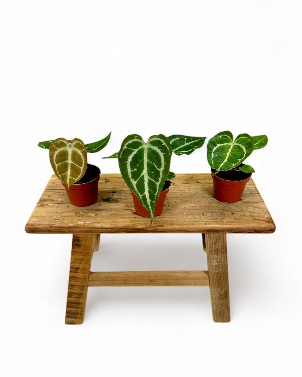 Anthurium Crystallinum - Baby plant