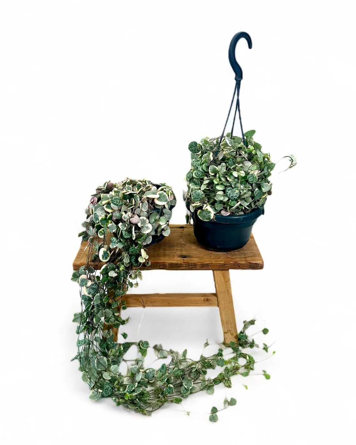 Ceropegia Woodii variegata - suspension