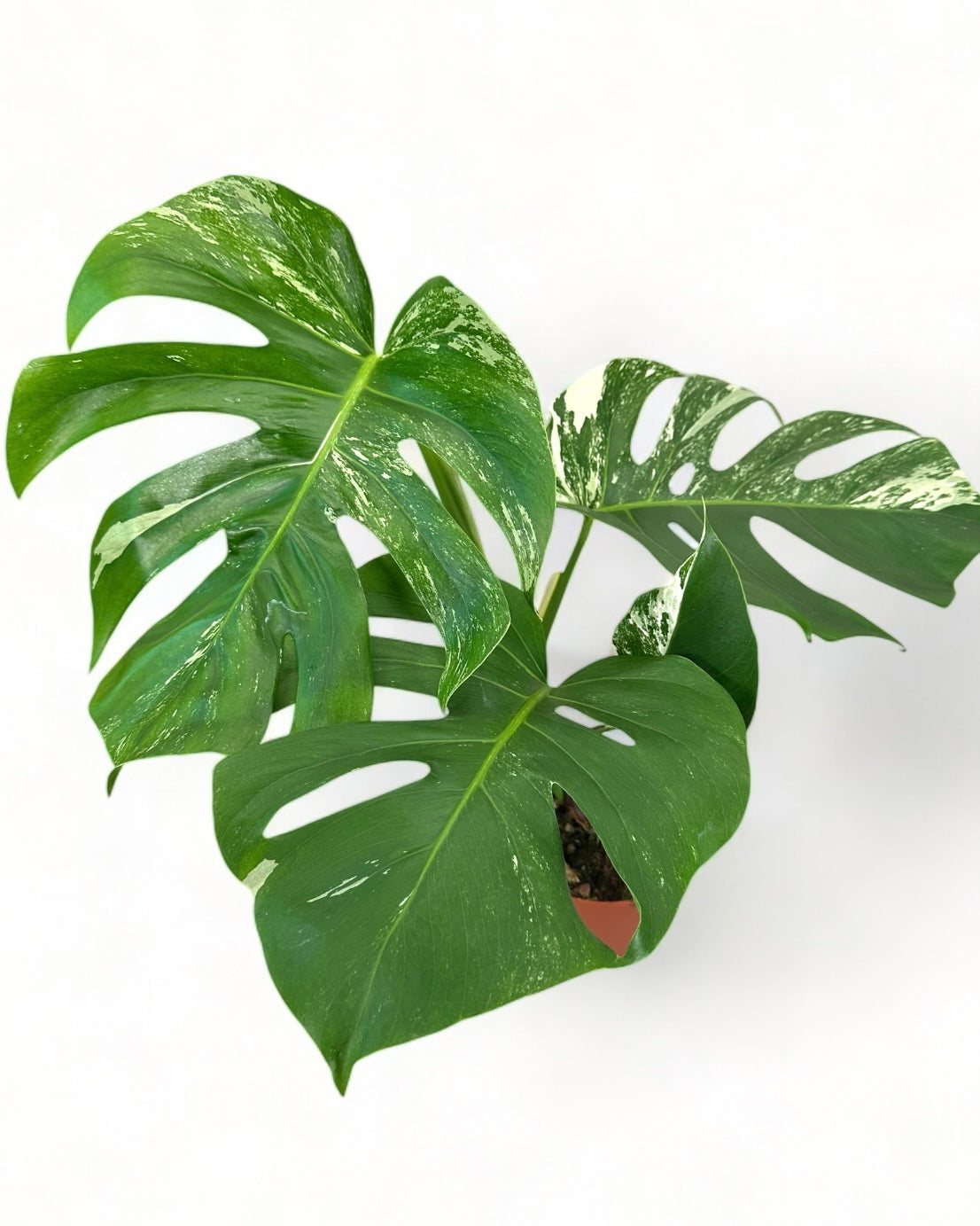 Monstera Deliciosa variegata - 0905