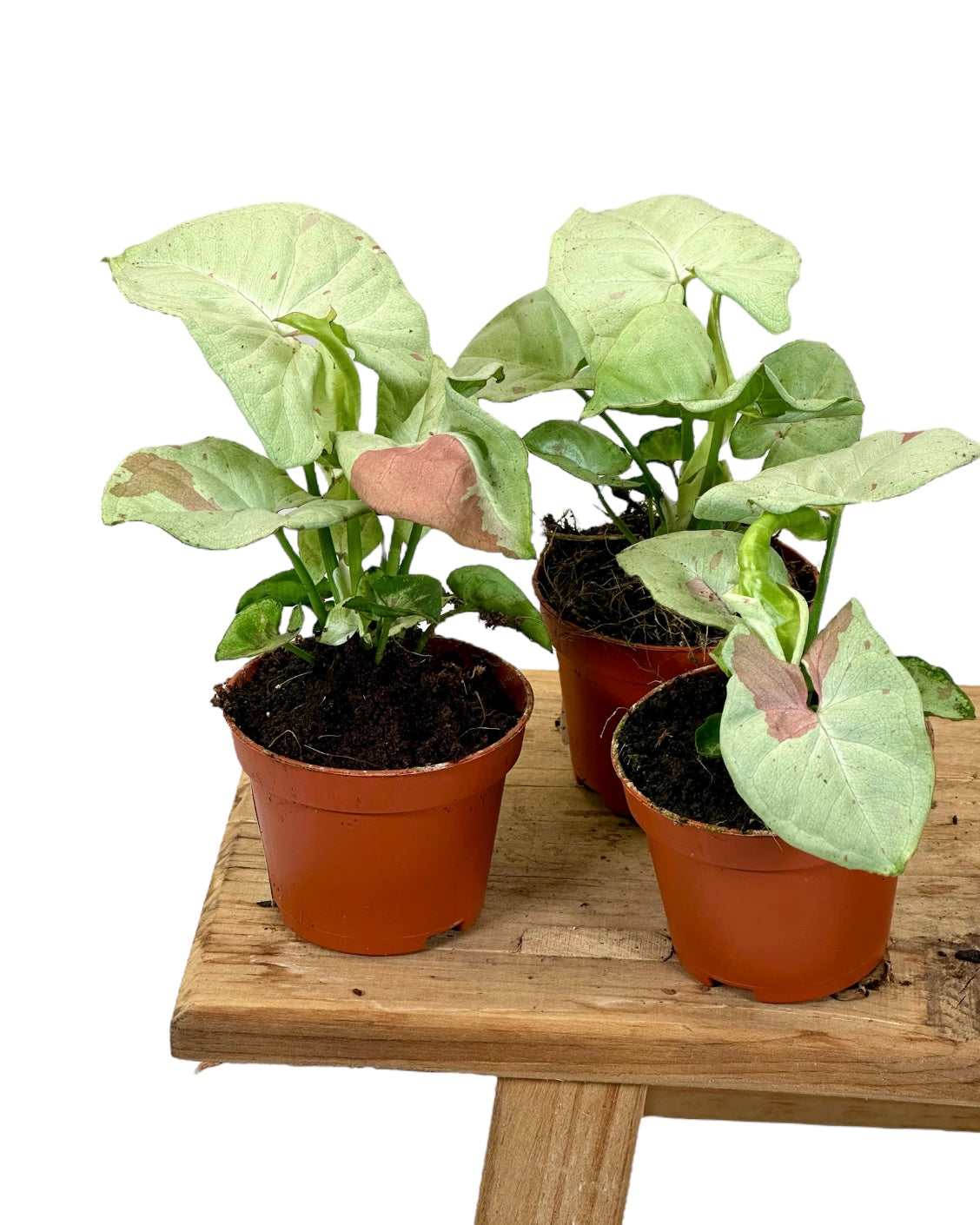 Syngonium Milk Confetti - Baby plant