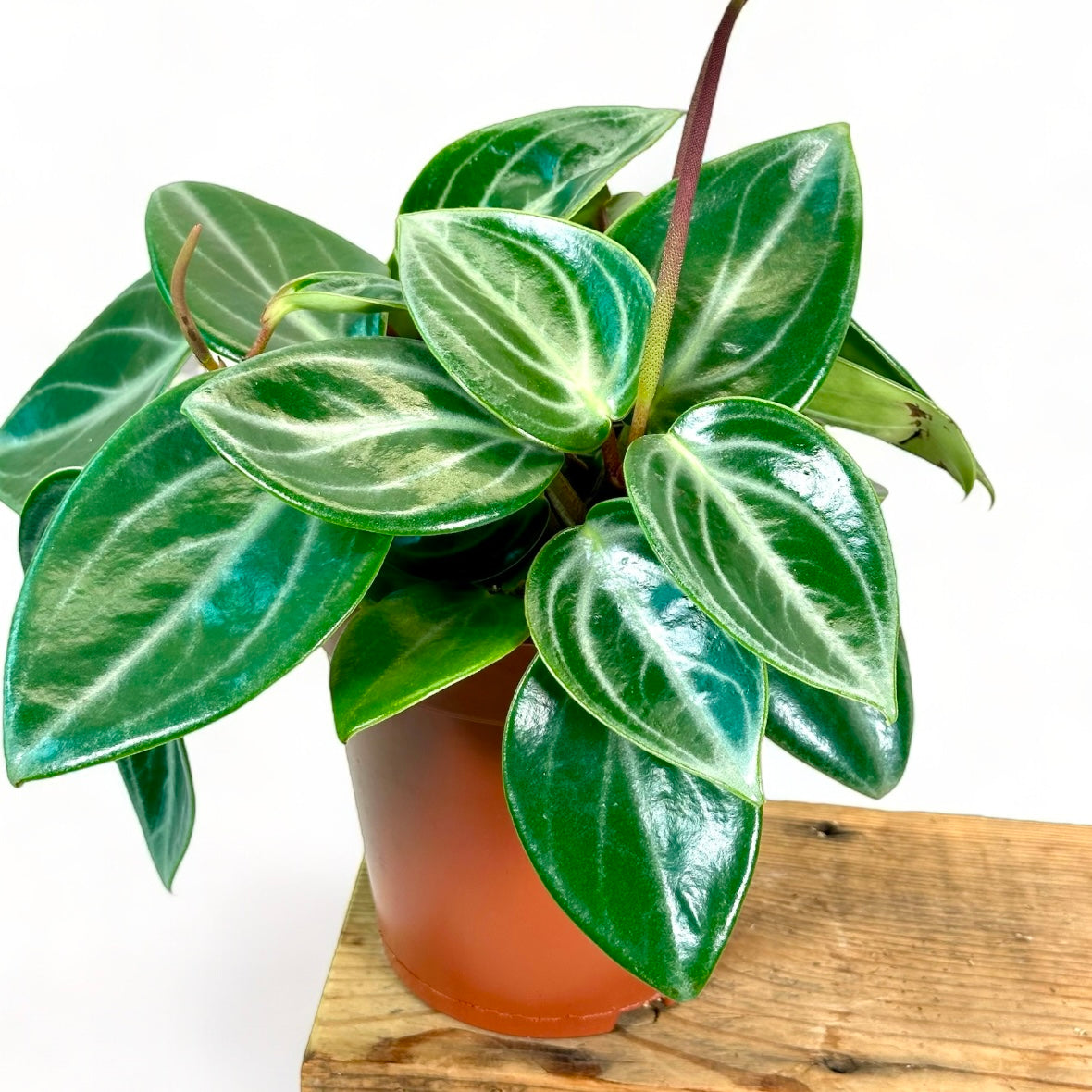 Peperomia Sarcophylla
