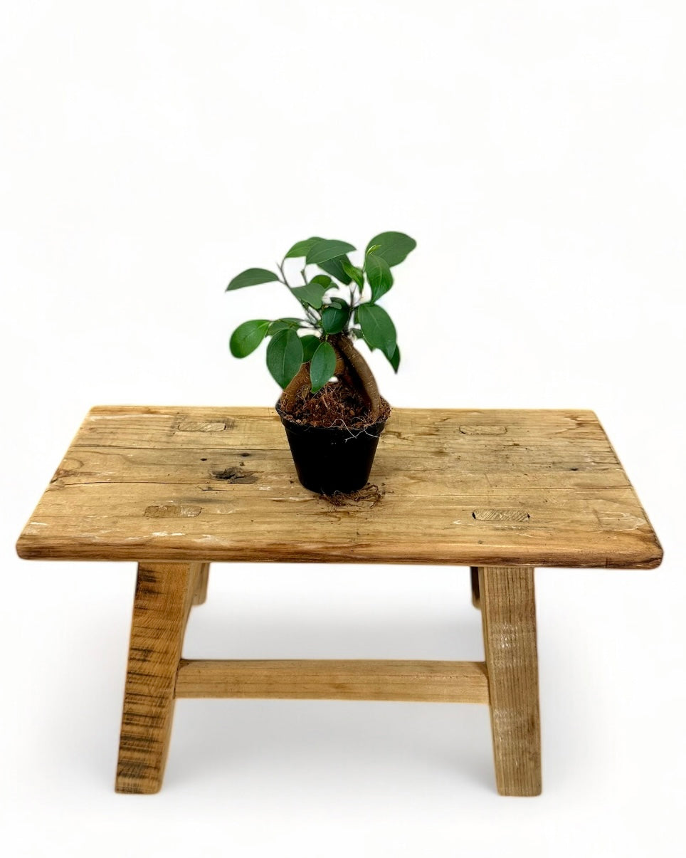 Ficus Ginseng 'Bonsaï' - Baby plant