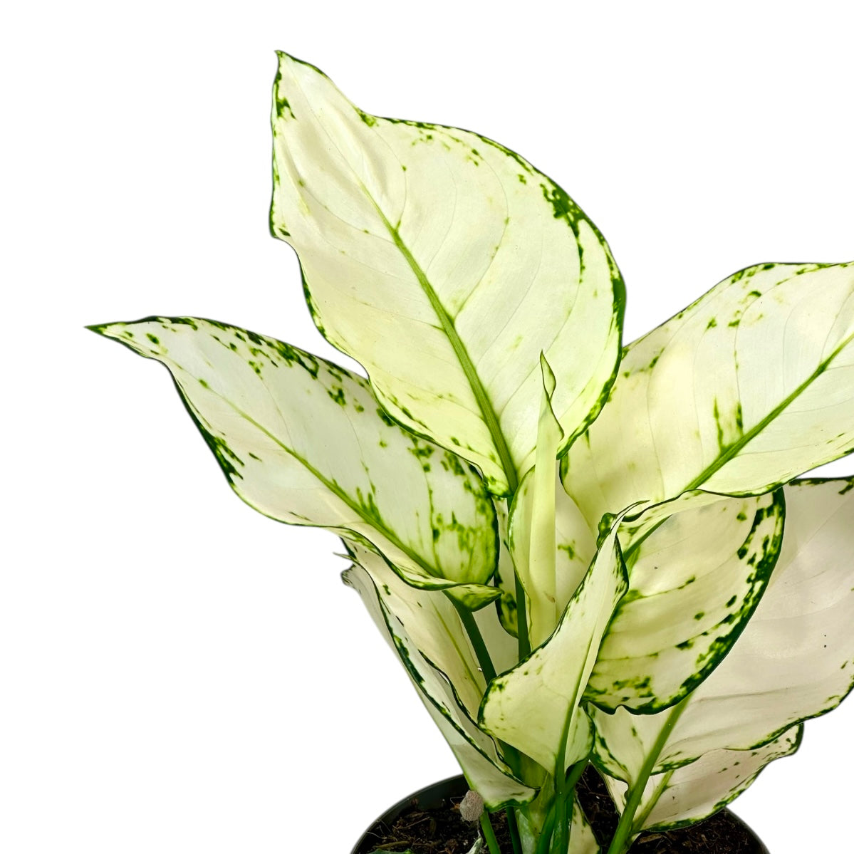 Aglaonema White Joy