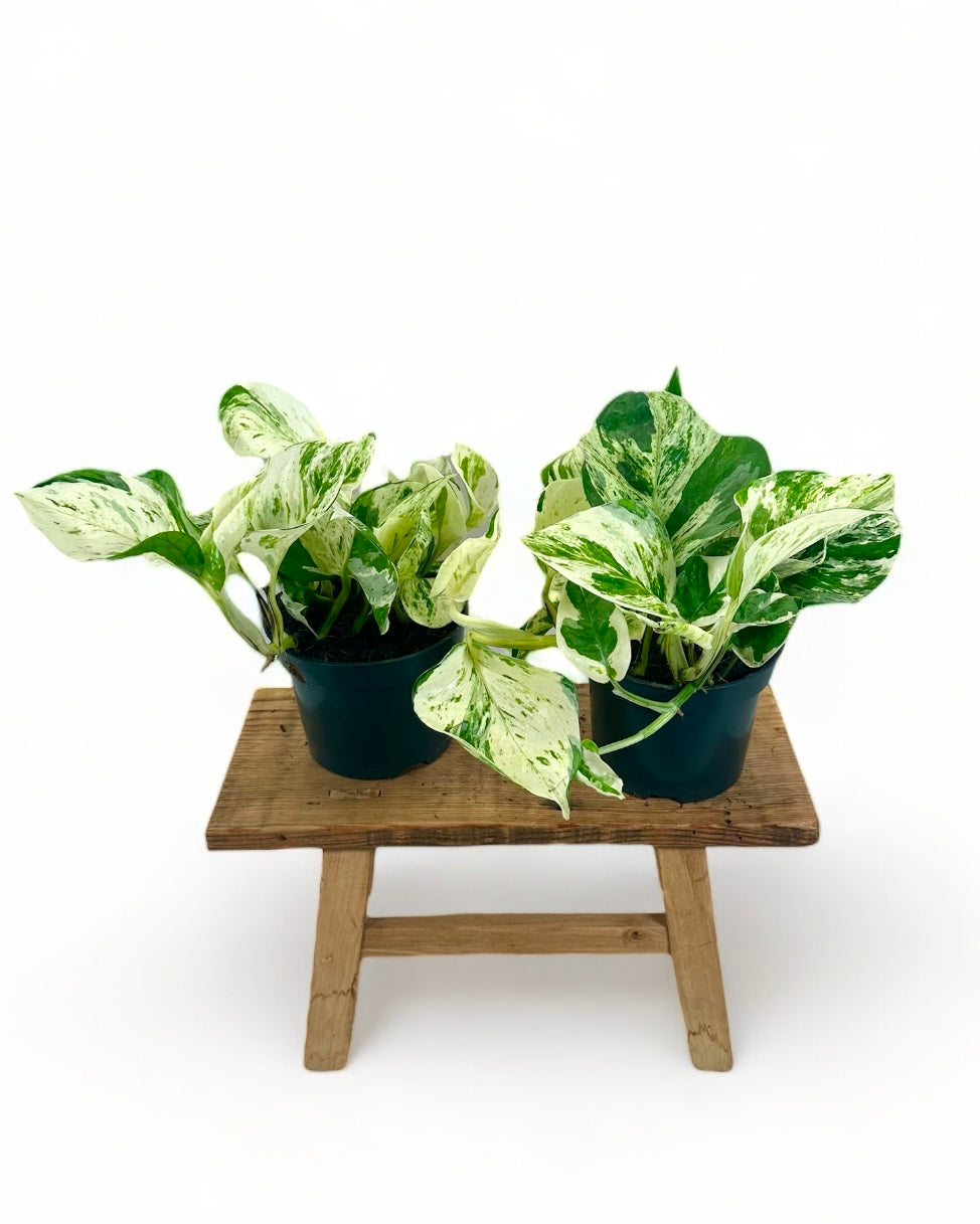 Epipremnum Manjula - Pothos Happy Leaf