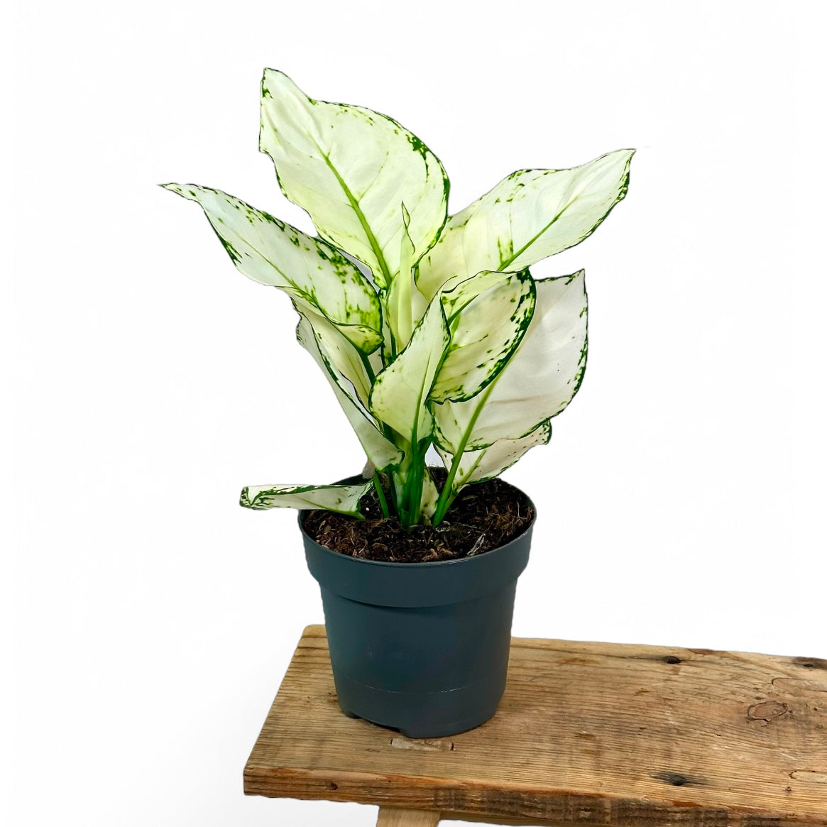 Aglaonema White Joy
