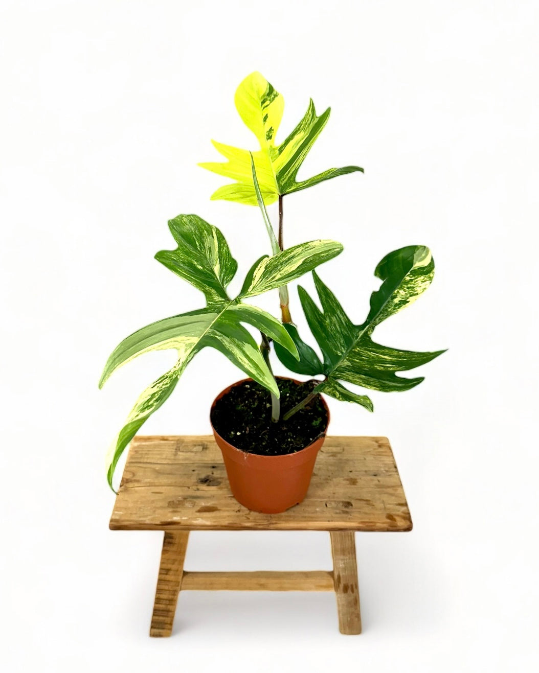 Philodendron Florida Beauty