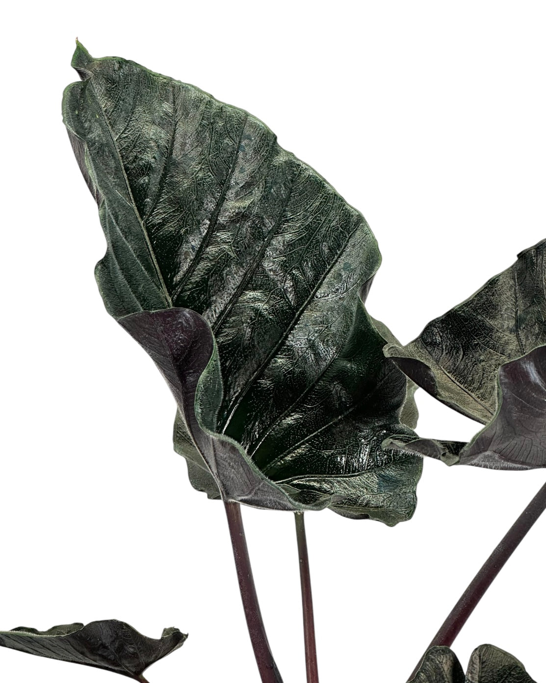 Alocasia Antoro Velvet