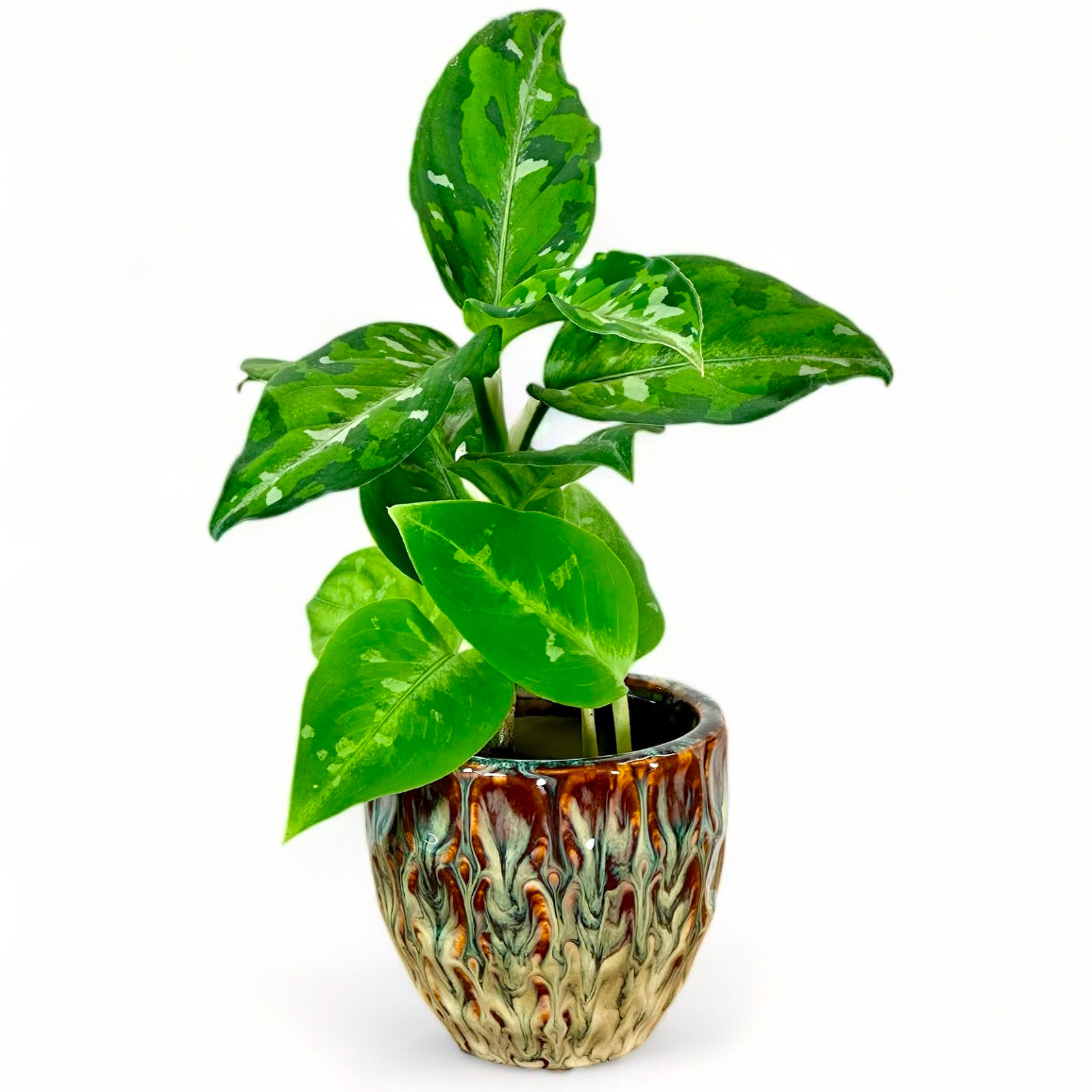 Cache-pot ''Caramel'' Ø6.5 cm