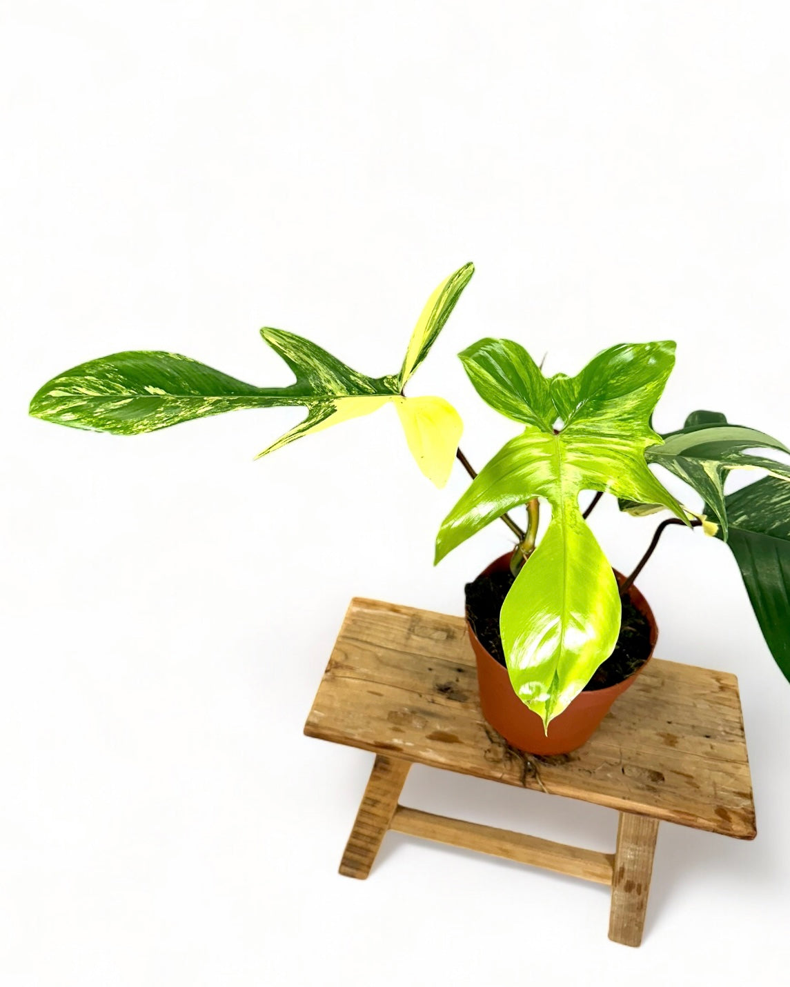 Philodendron Florida Beauty
