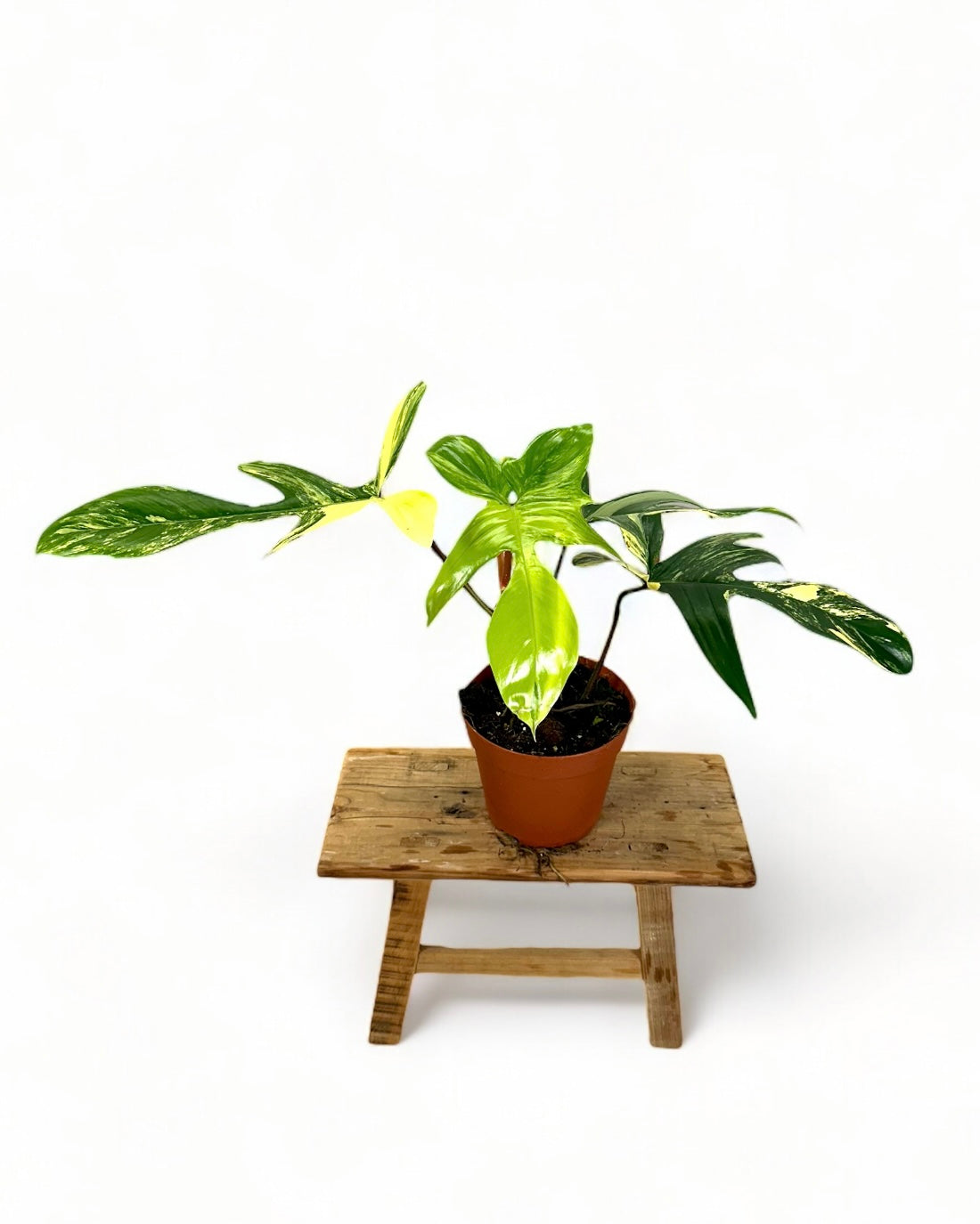 Philodendron Florida Beauty