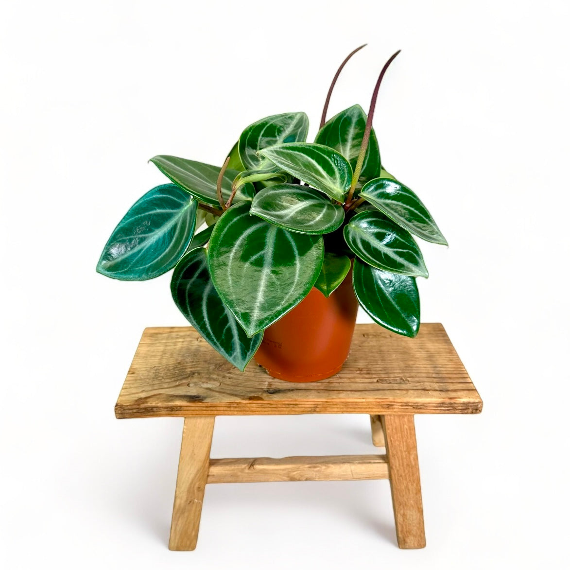 Peperomia Sarcophylla
