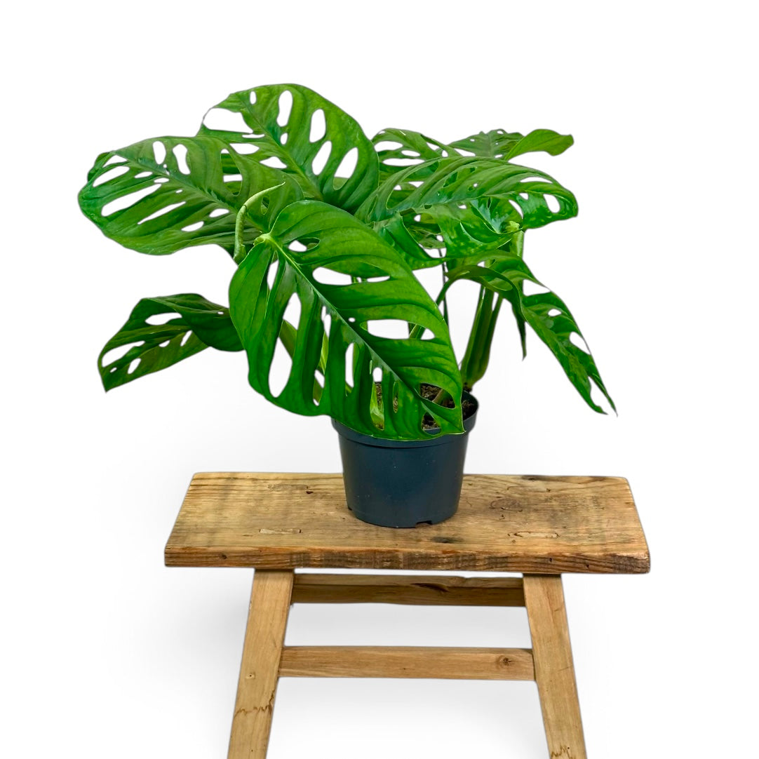 Monstera obliqua ''leichtlinii''