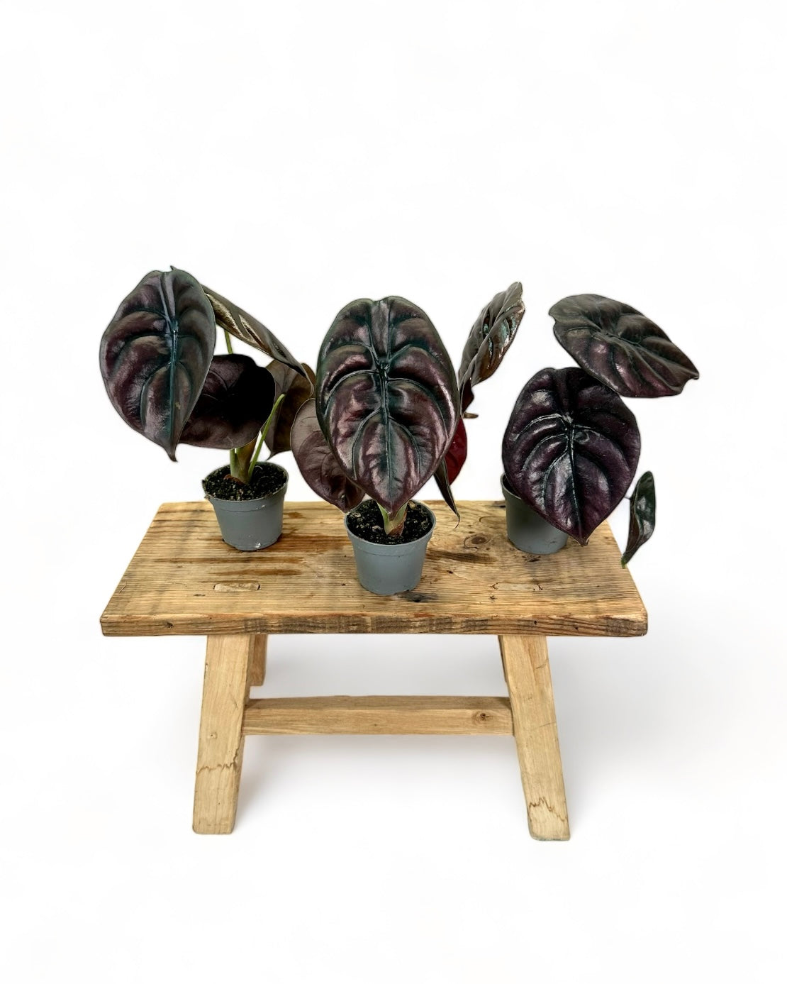 Alocasia Cuprea Red Secret - Baby plant