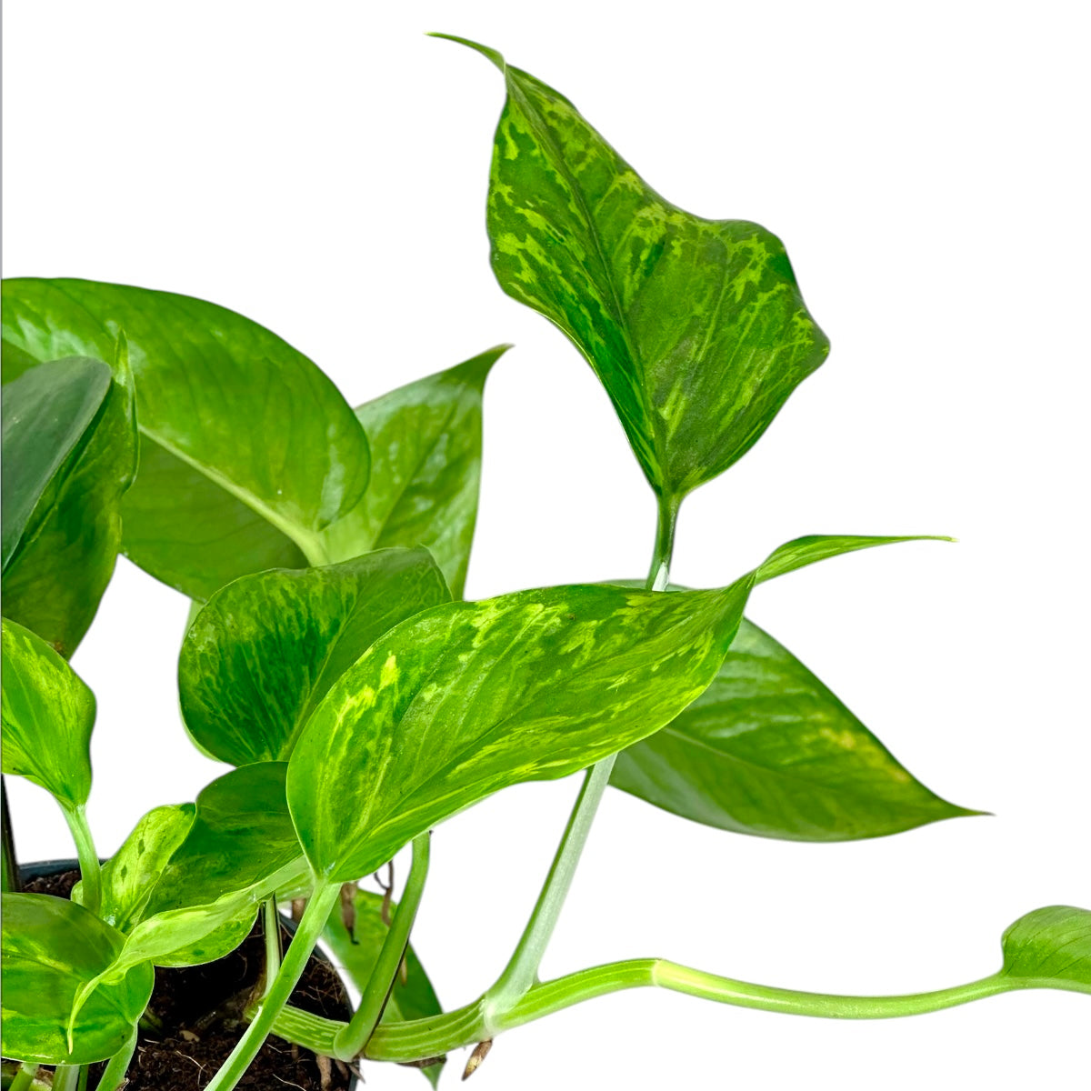 Scindapsus Marble Green