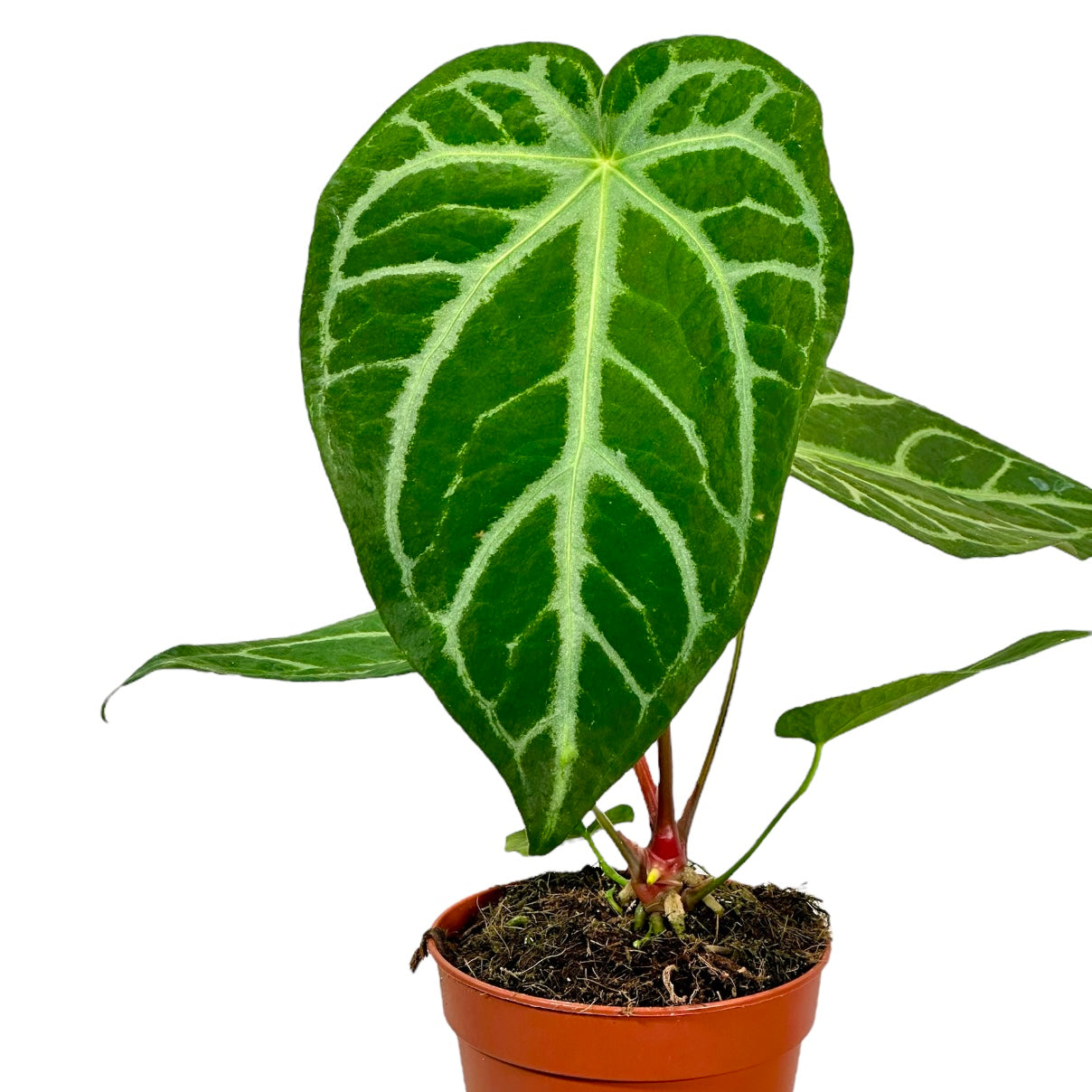 Anthurium Magnificum