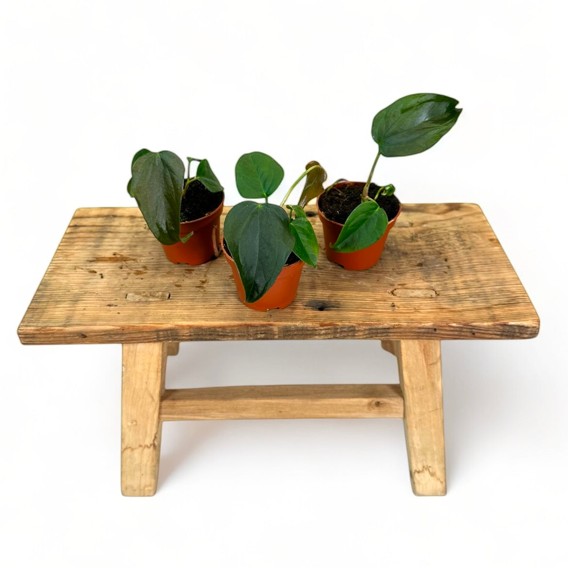 Anthurium Queen Of Hearts - Baby plant
